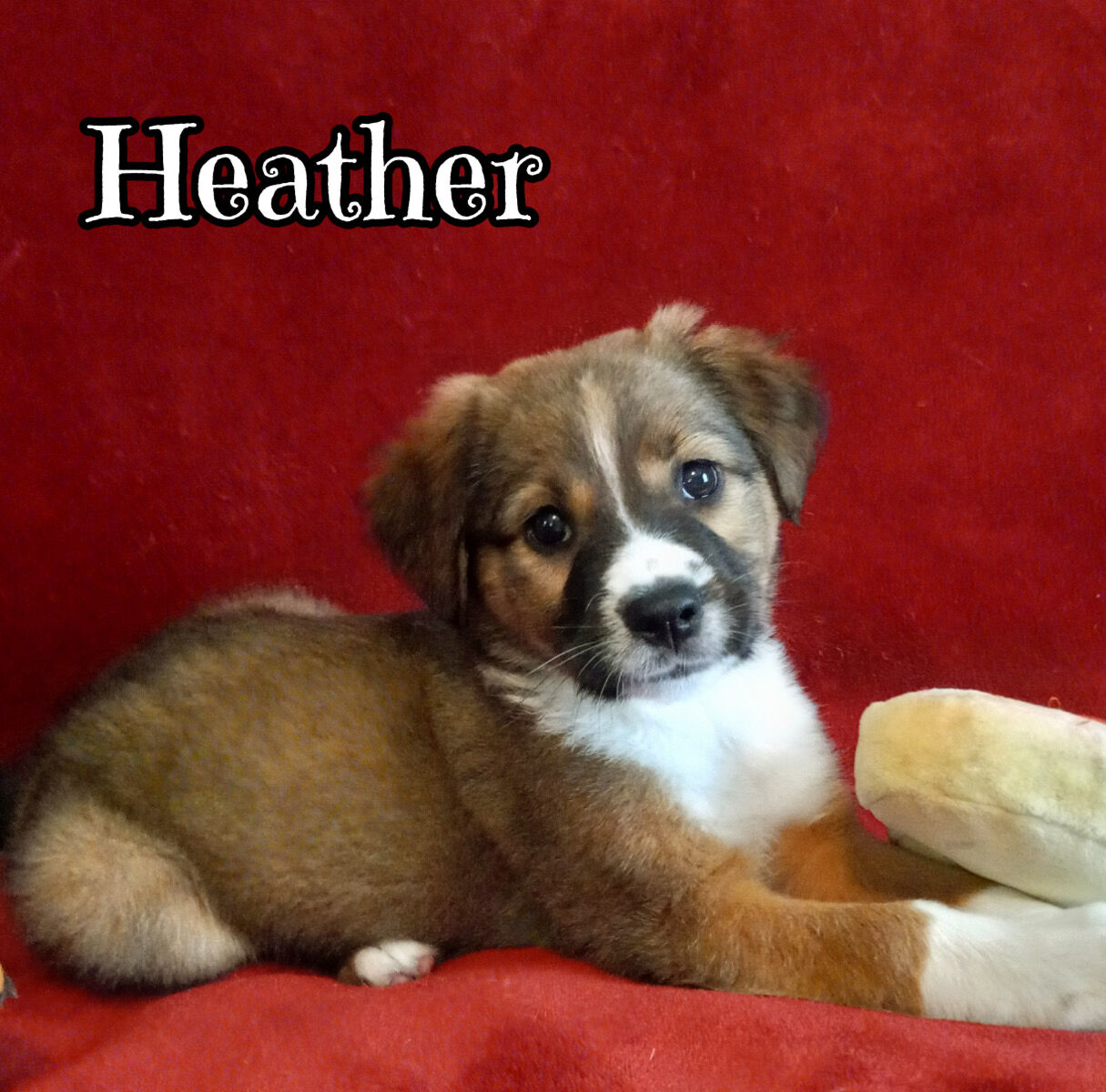 Heather